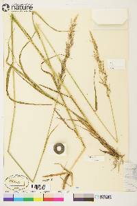 Arctagrostis latifolia image