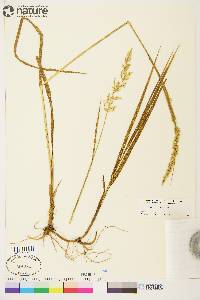 Arctagrostis latifolia subsp. arundinacea image