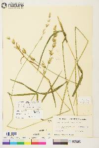 Arctagrostis latifolia subsp. arundinacea image