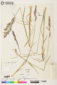 Arctagrostis latifolia subsp. arundinacea image