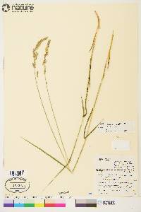 Arctagrostis latifolia subsp. arundinacea image