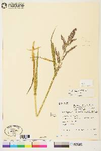 Arctagrostis latifolia subsp. arundinacea image