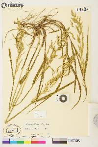 Arctagrostis latifolia subsp. arundinacea image