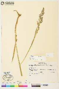 Arctagrostis latifolia subsp. arundinacea image