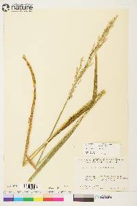 Arctagrostis latifolia subsp. arundinacea image