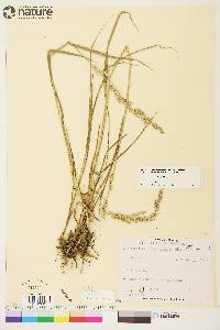 Arctagrostis latifolia subsp. arundinacea image