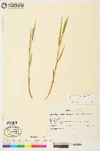 Arctagrostis latifolia subsp. arundinacea image