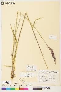 Arctagrostis latifolia image