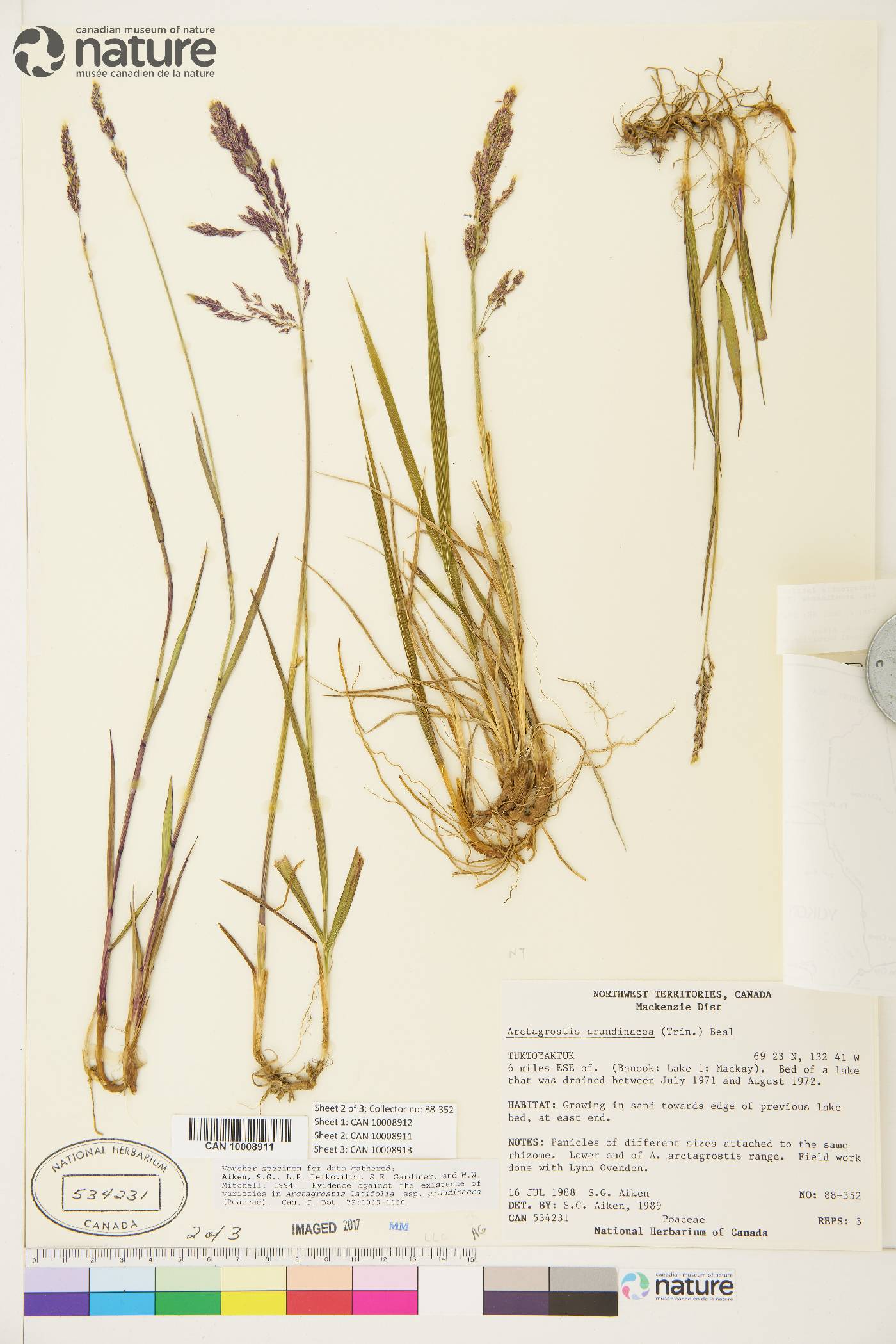 Arctagrostis latifolia subsp. arundinacea image