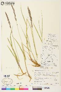 Arctagrostis latifolia subsp. arundinacea image