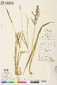 Arctagrostis latifolia image