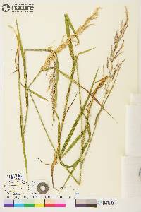 Arctagrostis latifolia subsp. arundinacea image