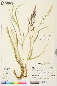 Arctagrostis latifolia subsp. arundinacea image