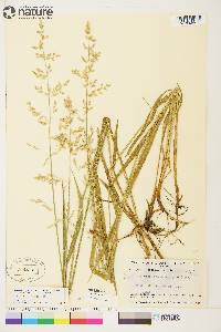 Arctagrostis latifolia subsp. arundinacea image