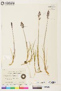 Arctagrostis latifolia subsp. arundinacea image