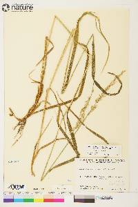 Arctagrostis latifolia image