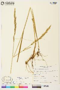 Arctagrostis latifolia subsp. arundinacea image