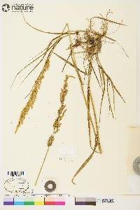 Arctagrostis latifolia subsp. arundinacea image