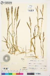 Arctagrostis latifolia image