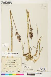 Arctagrostis latifolia subsp. latifolia image