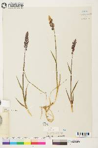 Arctagrostis latifolia subsp. latifolia image