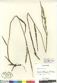 Arctagrostis latifolia subsp. arundinacea image