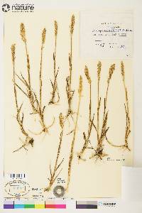 Arctagrostis latifolia image