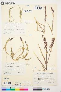 Arctagrostis latifolia image