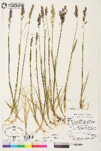 Arctagrostis latifolia subsp. latifolia image