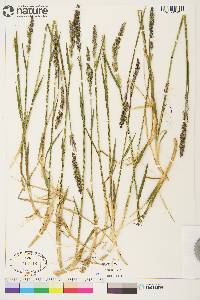 Arctagrostis latifolia subsp. latifolia image