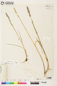 Arctagrostis latifolia image