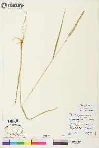 Arctagrostis latifolia image