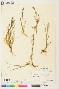 Arctagrostis latifolia image