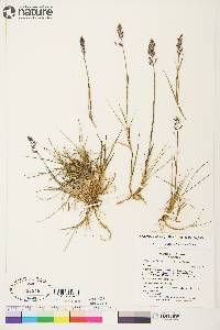 Arctagrostis latifolia image