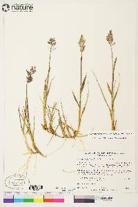 Arctagrostis latifolia subsp. latifolia image