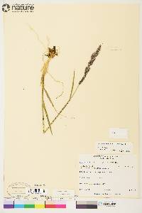 Arctagrostis latifolia image