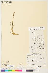 Arctagrostis latifolia subsp. latifolia image