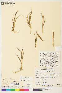 Arctagrostis latifolia subsp. latifolia image