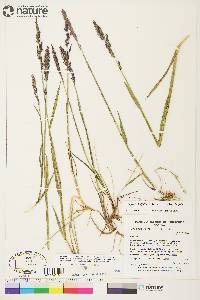 Arctagrostis latifolia subsp. latifolia image