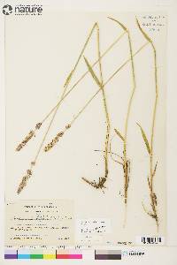 Arctagrostis latifolia image