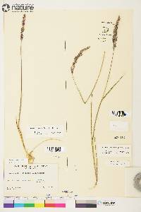 Arctagrostis latifolia image