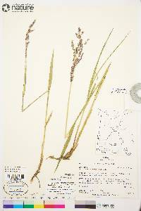 Arctagrostis latifolia image