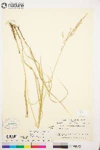 Arctagrostis latifolia subsp. arundinacea image