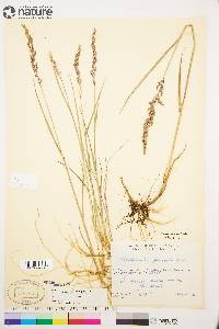 Arctagrostis latifolia subsp. arundinacea image