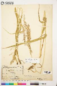 Arctagrostis latifolia image