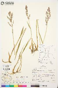 Arctagrostis latifolia image