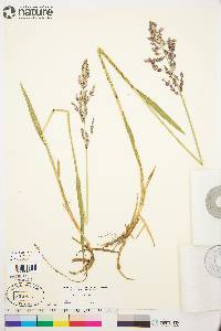 Arctagrostis latifolia subsp. arundinacea image