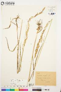 Arctagrostis latifolia subsp. arundinacea image