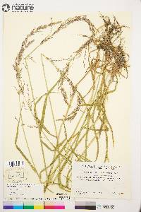 Arctagrostis latifolia subsp. arundinacea image