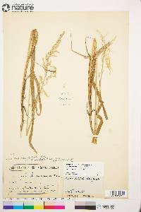 Arctagrostis latifolia subsp. arundinacea image